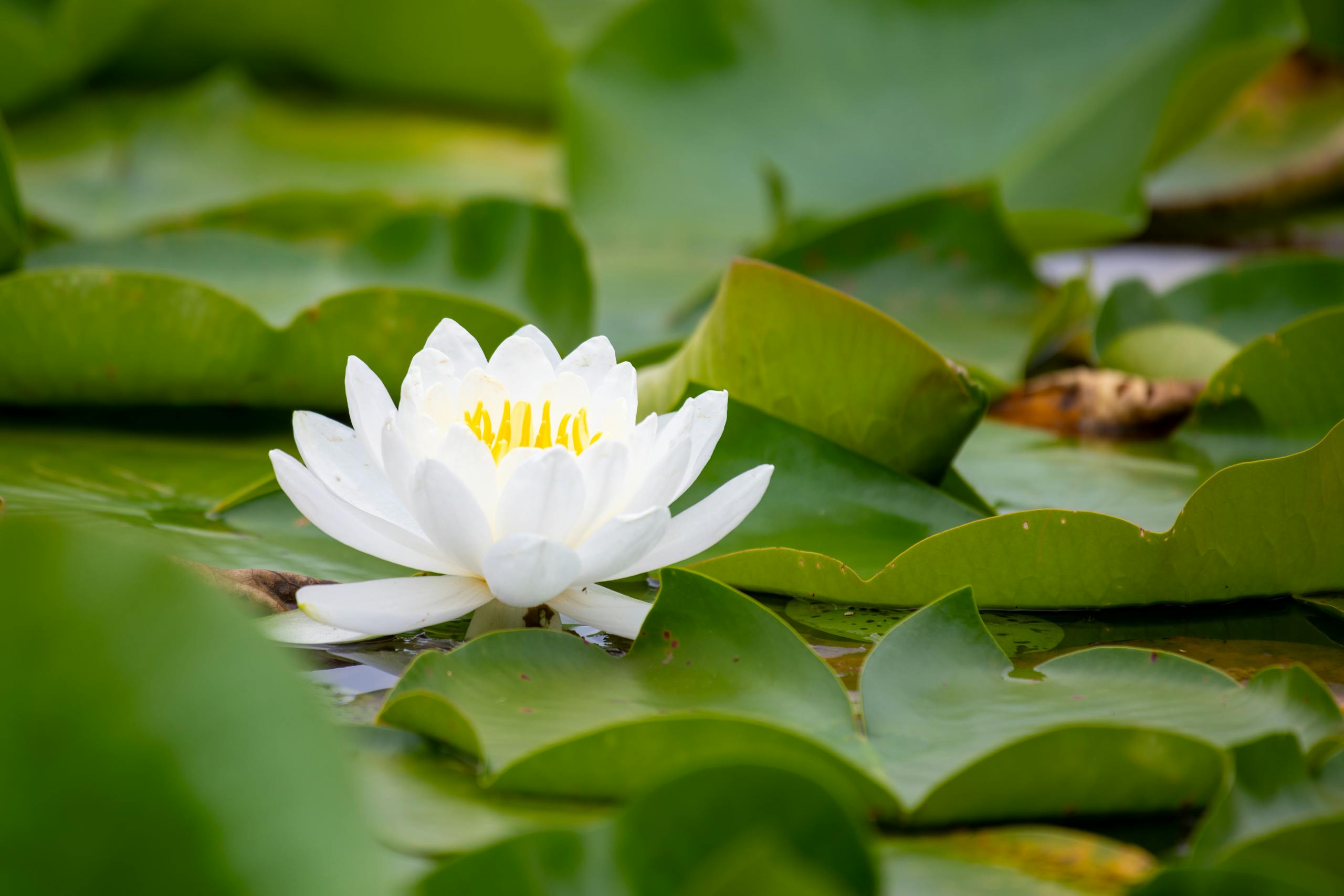 A stunning white lotus flower blooming amid vibrant green lily pads on a tranquil lake.